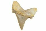 Serrated Sokolovi (Auriculatus) Shark Tooth - Dakhla, Morocco #249693-1